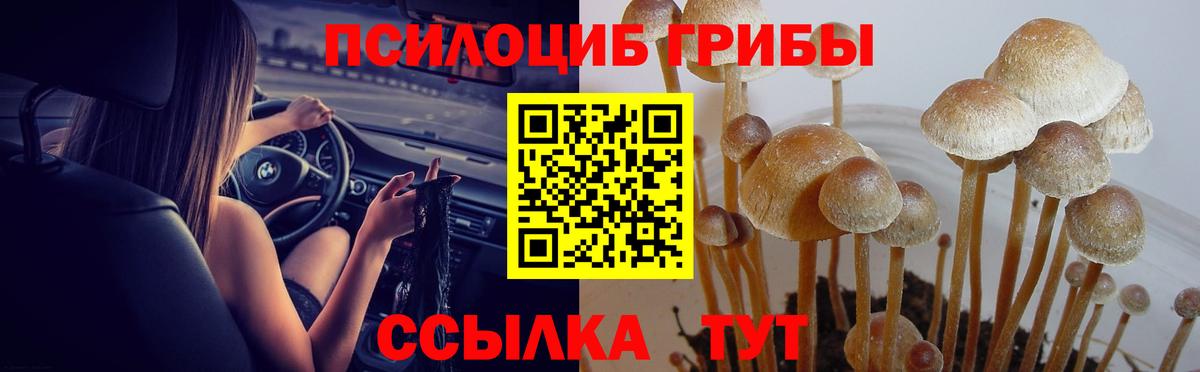 Галлюциногенные грибы Psilocybine cubensis Кудрово